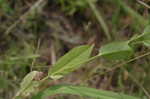 Clasping coneflower